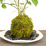 紫陽花苔玉