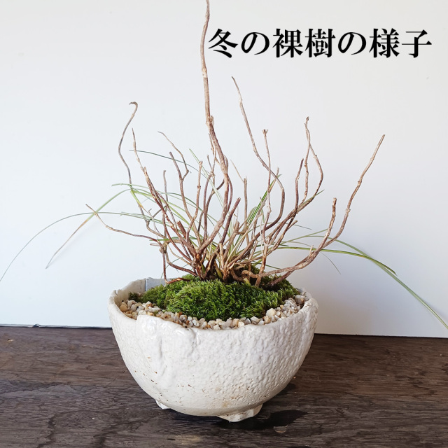 山アジサイ冬