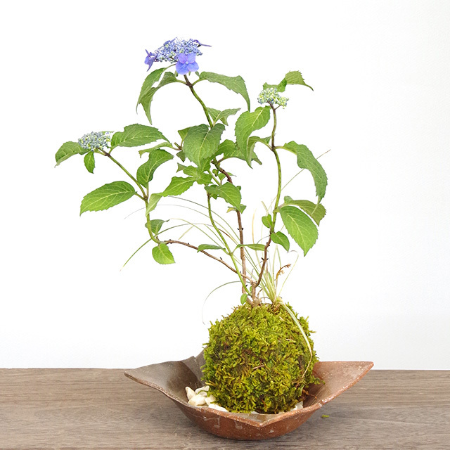 紫陽花苔玉
