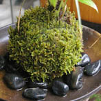 山アジサイの苔玉20120428d