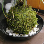 山アジサイの苔玉20120428e