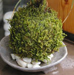山あじさいの苔玉灰器d