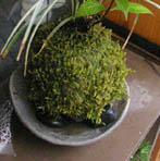 山あじさいの苔玉灰器e