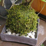 山あじさい苔玉焼締角器d