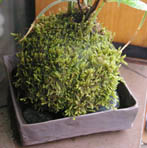 山あじさい苔玉焼締角器e
