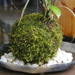 山あじさい苔玉炭化焼締鉢d