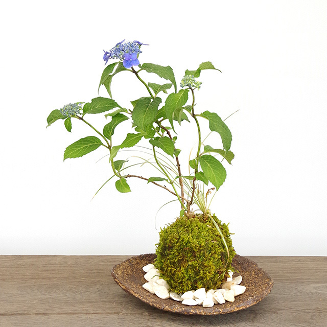 紫陽花苔玉