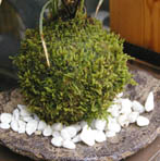 山あじさい苔玉くらま岩器d