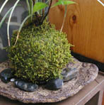 山あじさい苔玉くらま岩器e