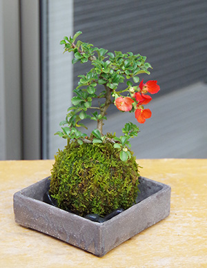 紅長寿梅苔玉焼締角器2016c