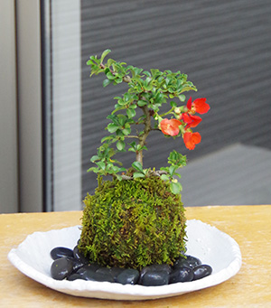 紅長寿梅楕円白粉引器2016c