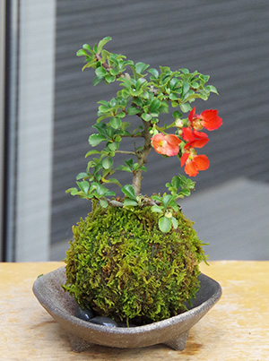 紅長寿梅苔玉三つ足灰器2016c