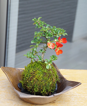 紅長寿梅苔玉焼締茶器2016c