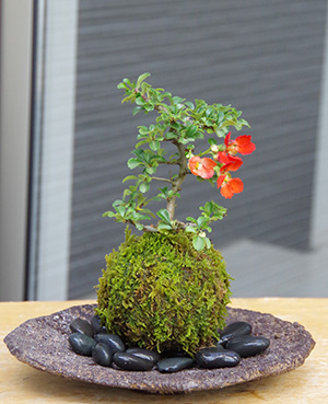 紅苔玉長寿梅くらま器2016c