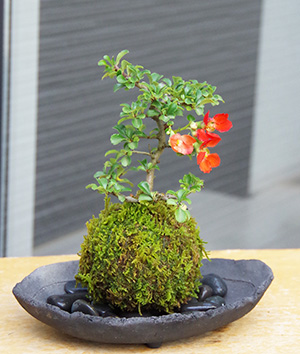 紅長寿梅苔玉炭化焼締器2016c