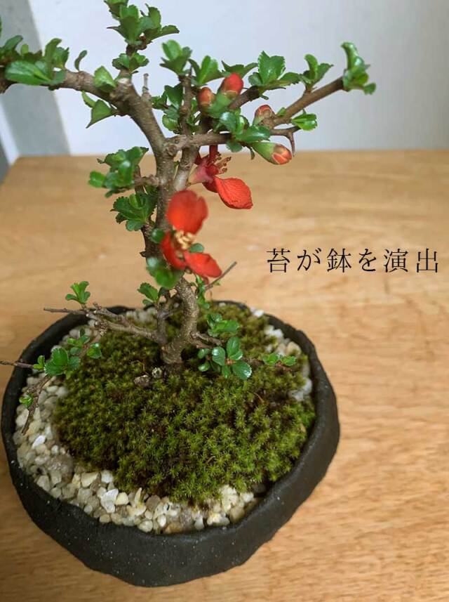 母の日の贈り物に！】送料無料。年に数回可憐な花が楽しめます【紅長寿