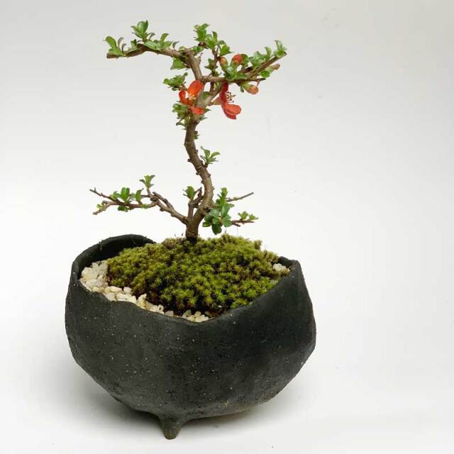 母の日の贈り物に！】送料無料。年に数回可憐な花が楽しめます【紅長寿