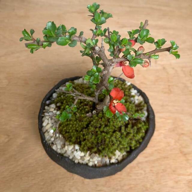 母の日の贈り物に！】送料無料。年に数回可憐な花が楽しめます