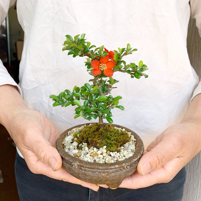 送料無料でお届け！年に数回可憐な花が楽しめます【紅長寿梅（べに
