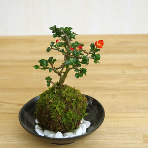 紅長寿梅苔玉201610c
