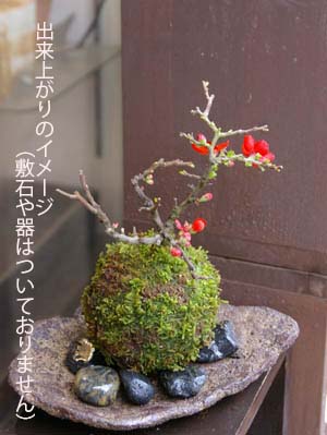 紅長寿梅苔玉キットc