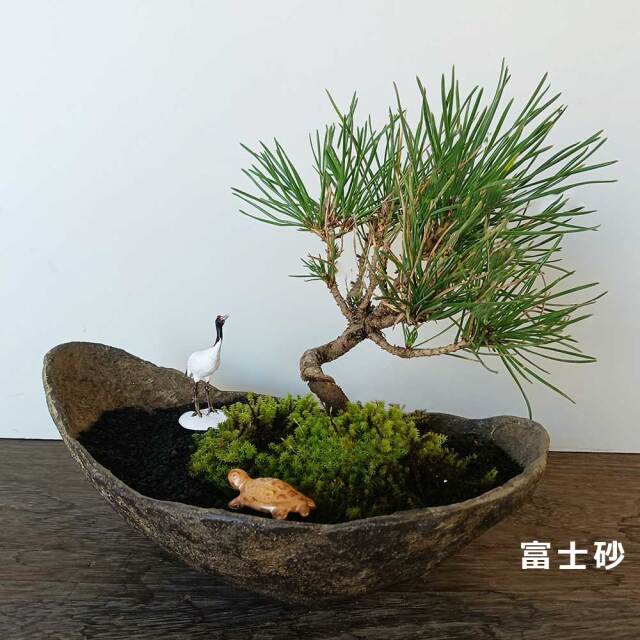 黒松盆栽　鶴亀