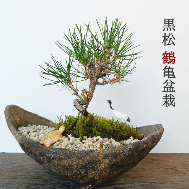 黒松盆栽　鶴亀