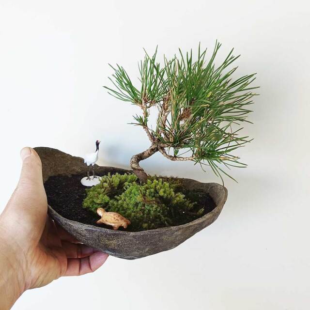 黒松盆栽　鶴亀