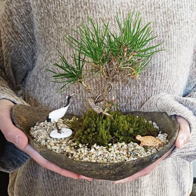 黒松盆栽　鶴亀