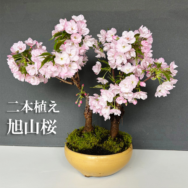 桜・梅～花咲く盆栽