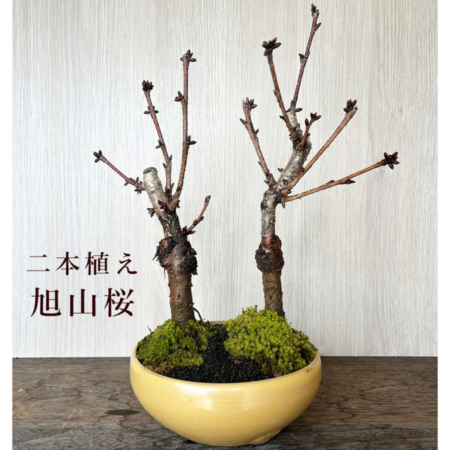 桜  ( 旭山桜 ) 二本植え盆栽 万古焼 黄丸鉢  盆栽 ぼんさい ミニ盆栽 BONSAI ボンサイ