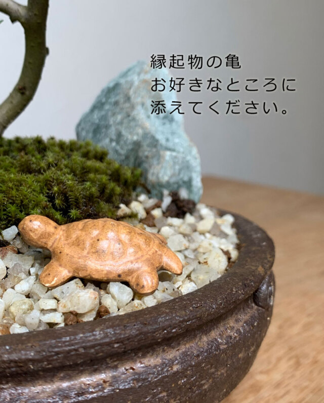 開花時期は3月頃と11月頃。冬は落葉します】送料無料！縁起もの亀付き