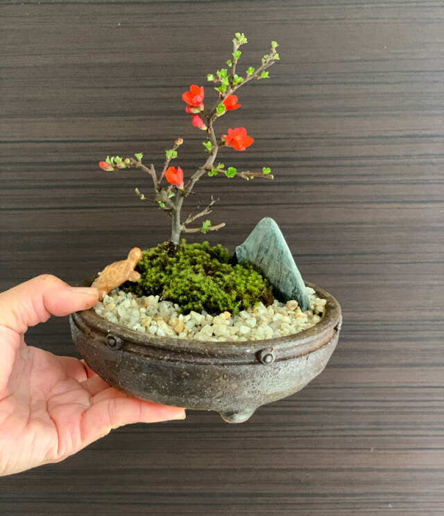 父の日の贈り物に！】【開花時期は3月頃と11月頃。冬は落葉します