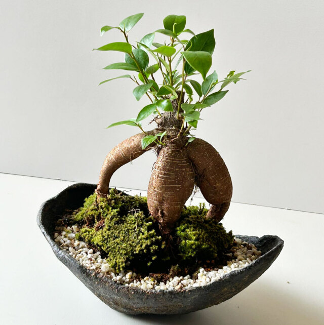 ガジュマル盆栽、樹齢60年（現在葉刈り中） ガジュマル盆栽、樹齢60年（現在葉刈り中） ガジュマル盆栽、樹齢60年