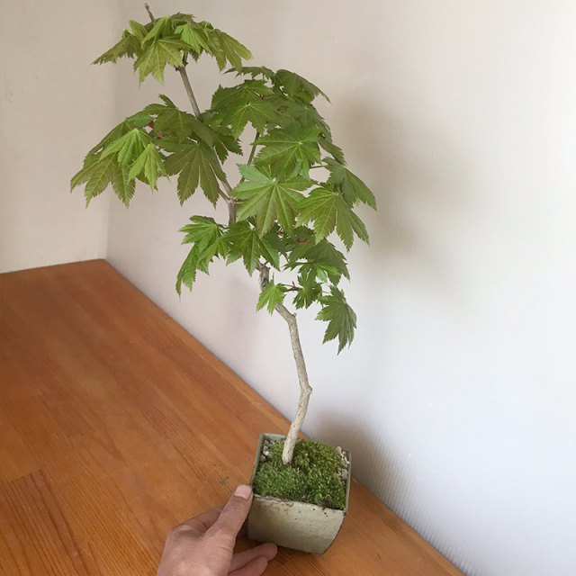四季折々の変化を楽しむ【紅葉（ハウチワカエデ）の盆栽（鉢 川名萌子