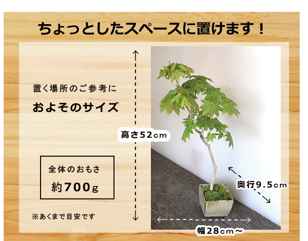 ハウチワカエデ