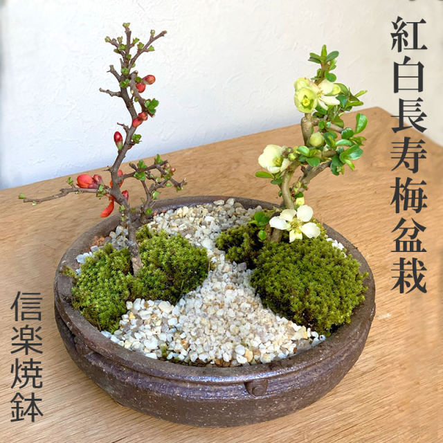 送料無料 紅白長寿梅 ( コウハクチョウジュバイ ) 寄せ植え盆栽 信楽焼鉢 盆栽 ちょうじゅばい