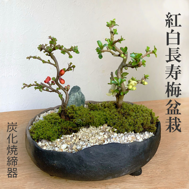 【開花時期は3月頃と11月頃。冬は落葉します】 送料無料 紅白長寿梅 ( コウハクチョウジュバイ ) 寄せ植え 盆栽 炭化焼締鉢 ちょうじゅばい