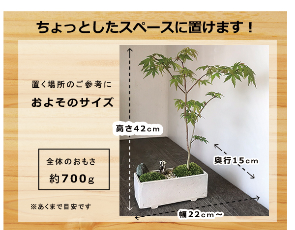 ヤマモミジ