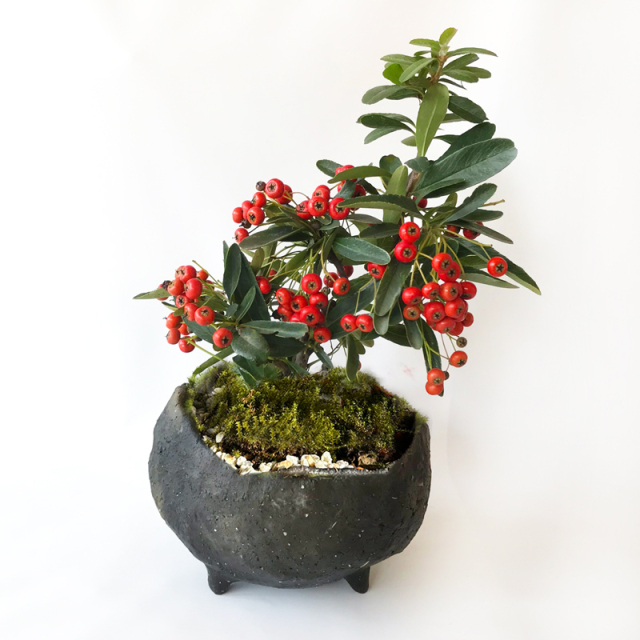 今年のピラカンサは実が落ちまくりましたが、割と残ったのがこちら