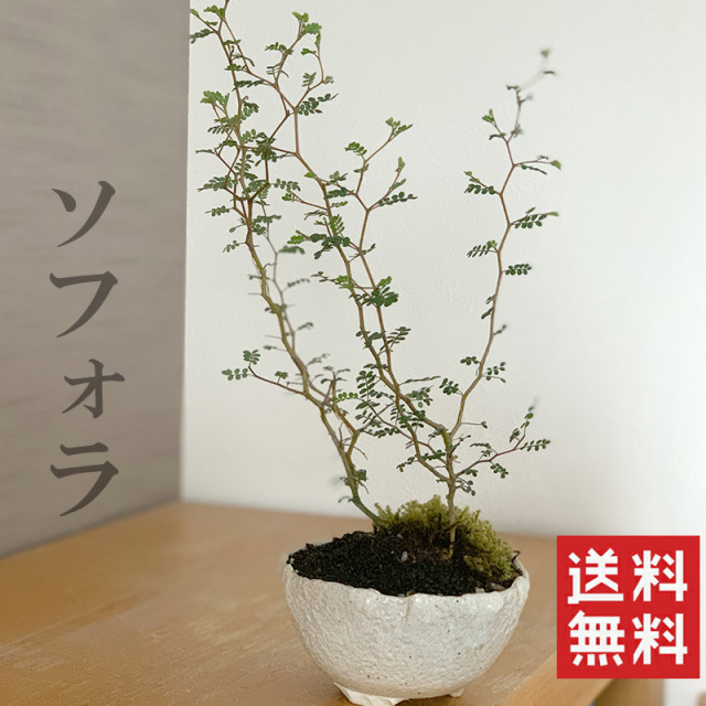 送料無料 盆栽 ソフォラ 万古焼白深鉢 かわいい盆栽 ソフォラ プロスタータの盆栽