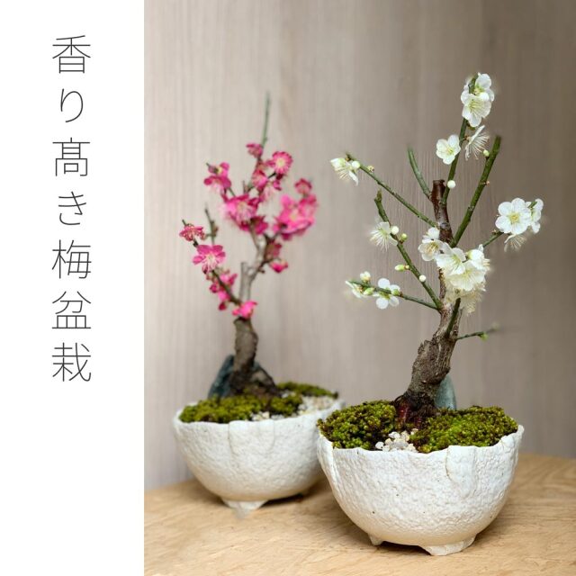 梅　万古白深鉢