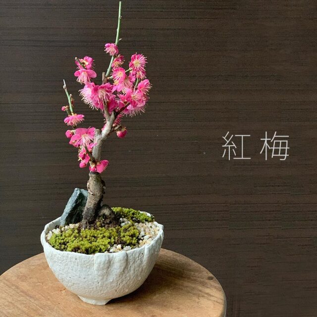 梅　万古白深鉢