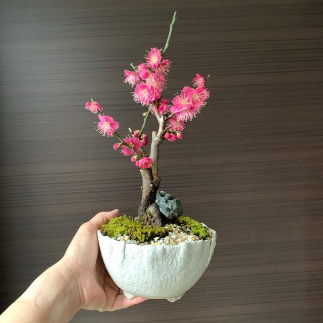 梅　万古白深鉢