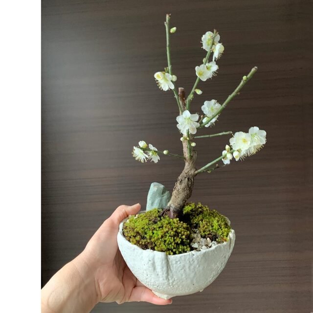 梅　万古白深鉢
