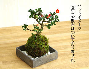 苔玉器焼締角器2016g