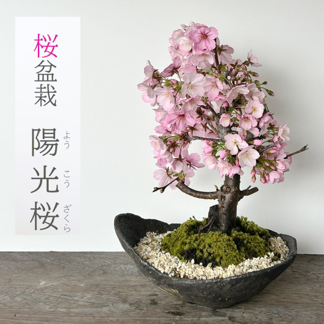 陽光桜 ( ようこうざくら ) の盆栽 くらま鉢 桜 サクラ 盆栽 お花見 花が咲く