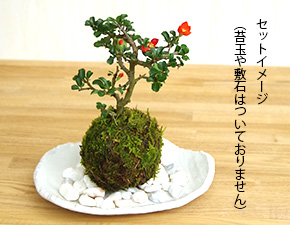 苔玉器楕円白粉引器2016g