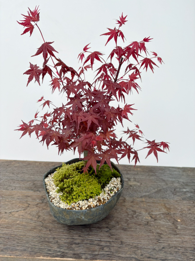 もみじ盆栽　紅葉　モミジ　鉢植え　引き取り限定 田舎の夜は寒い！ 今年は綺麗に紅葉しました🍁 七五三モミジの情景盆栽