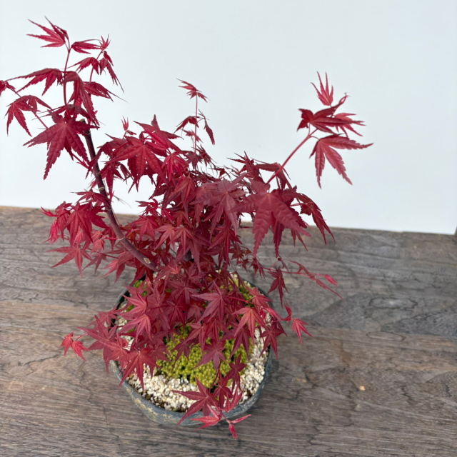 盆栽 出猩々モミジ 紅葉の盆栽 くらま bonsai 送料無料 苔 こけ コケ